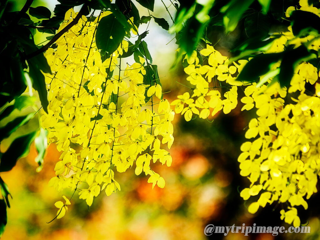 Golden shower tree (5)