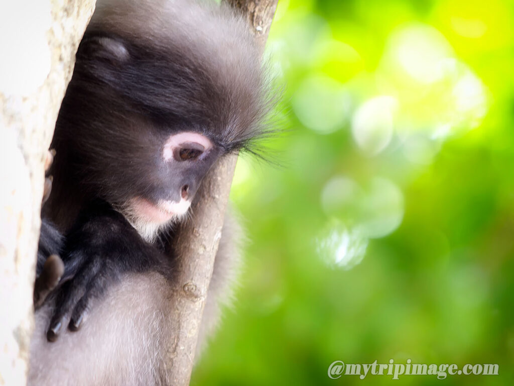 Dusky Leaf Monkey (4)