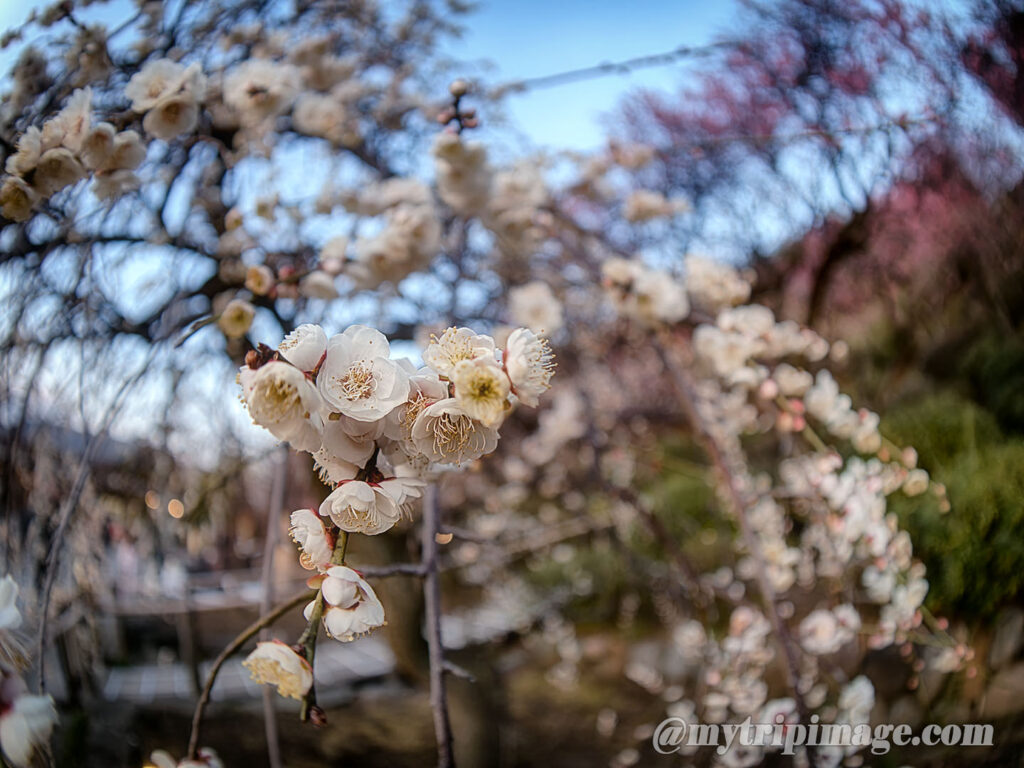 Ikegami Plum Garden (1)