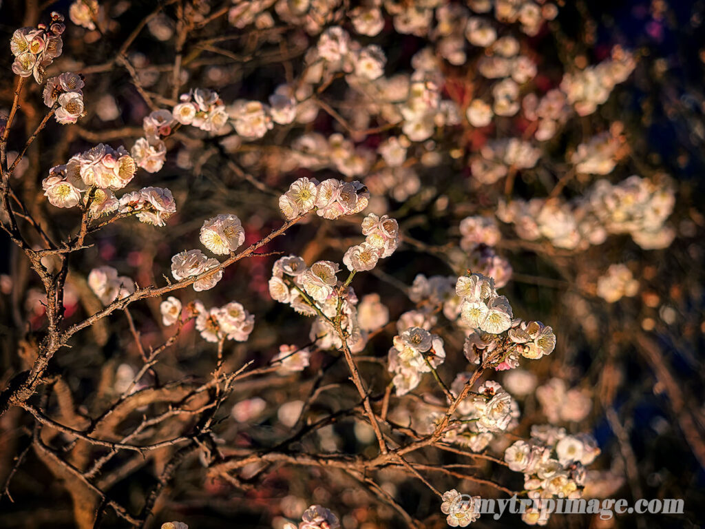 Ikegami Plum Garden (5)