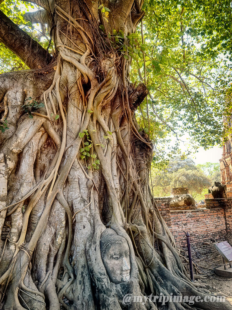 Wat Mahathat in Ayutthaya (4)