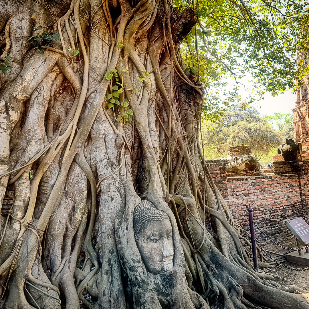 Wat Mahathat in Ayutthaya